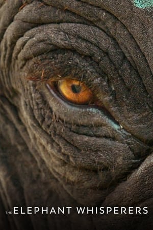 The Elephant Whisperers (2022) Hindi Dual Audio – HD Poster Download - filmyfly